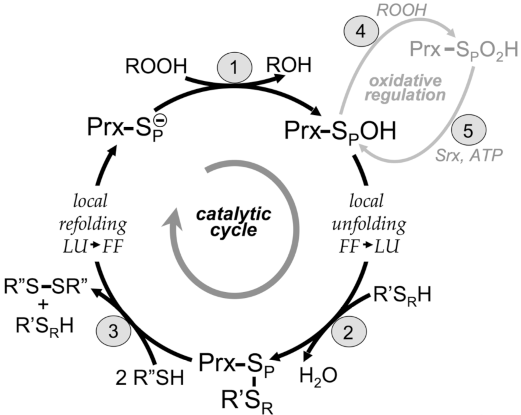 Prx Cycle