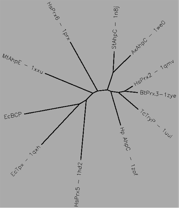 AhpC-Prx1 Tree